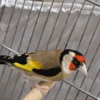 سهره دهن لر
