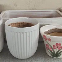 گلدون واستند|گل و گیاه طبیعی|اصفهان, باغ فردوس|دیوار