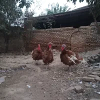 فروش بوقلمون بورن بورن|حیوانات مزرعه|گرگان, |دیوار