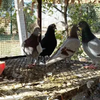 کفتر پلاکی و پر و فیت|پرنده|شهرکرد, |دیوار