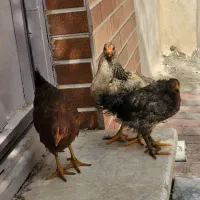 جوجه محلی بالغ|حیوانات مزرعه|قشم, |دیوار