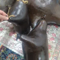 هیزه گوسفندی تازه به شرط