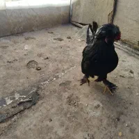مرغ تخمگذار . خروس و اردک