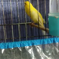 قناری رسمی بلند نر