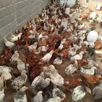 جوجه گلپایگانی تخم گذار ۴ ماهه