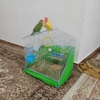 طوطی برزیلی جفت