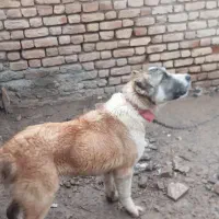 سگ آلابای|سگ|بشاریات, |دیوار