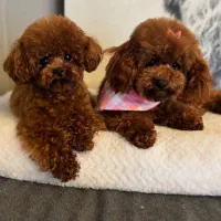 توله پودل کیفیت بینظیر واکسینه