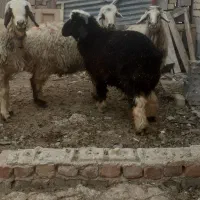 شیشک برداره