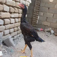 جوجه لاری اوشامو|حیوانات مزرعه|تنکمان, |دیوار