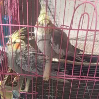 عروس هلندی|پرنده|فارسان, |دیوار