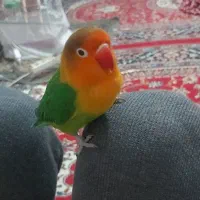 گمشده طوطی برزیلی