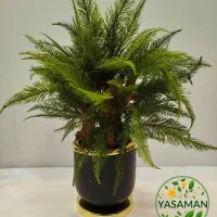 بونسای ، گرین وال ، درختچه|گل مصنوعی|تهران, میدان ولیعصر|دیوار