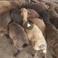 بره سبک نروماده کیلویی ۳۲۰