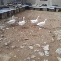 غاز نر محلی