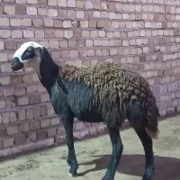 یک راس شیشک ماده جنس یک