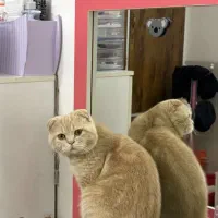 گربه اسکاتیش نر یک ساله