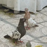 کفتر نر و ماده