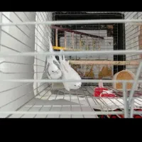 یه جفت عروس هلندی مولد البینو همراه قفس بزرگ لانه|پرنده|شهریار, شهرک وائین|دیوار