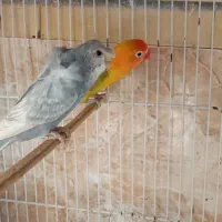 عروس هلندی مولد|پرنده|چابهار, |دیوار