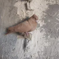 کبوتر