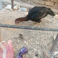 دوتا خروس لاری سه تا مرغ لاری|حیوانات مزرعه|قم, علی آباد سعدگان|دیوار