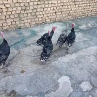 بوقلمون|حیوانات مزرعه|کوهدشت, |دیوار