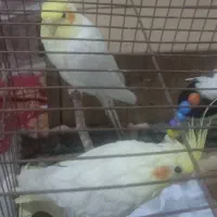 یک جفت عروس هلندی مولد