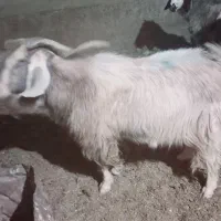 پازن تخمی سرحال|حیوانات مزرعه|فلارد, |دیوار