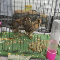 جوجه مرغ و خروس|حیوانات مزرعه|خمینی‌شهر, |دیوار