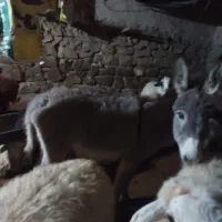 سگ خوب هم هست|حیوانات مزرعه|شیروان (خراسان), |دیوار