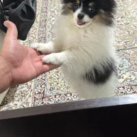 سگ پامرانین رنگ کمیاب