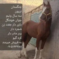 اسب نریون  سواری فول