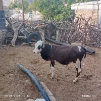 گوساله
