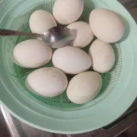 تخم قو غاز لیندا نطفه دار