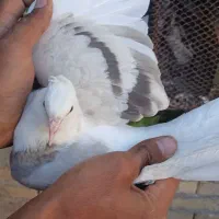 کفتر پرشی|پرنده|گلپایگان, |دیوار