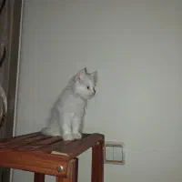 گربه|گربه|تهران, هفت حوض|دیوار