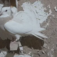 کفتر بهبانی سه تا ش باهم میدم دوتومن|پرنده|ارژن, |دیوار