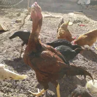 لاری درجه یک|حیوانات مزرعه|رشتخوار, |دیوار