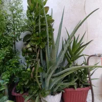 گل طبیعی|گل و گیاه طبیعی|کامیاران, |دیوار