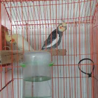 عروس هلندی مولد|پرنده|بندر دیر, |دیوار