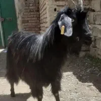 بزماده جوان قسر برای قربانی|حیوانات مزرعه|ارومیه, |دیوار