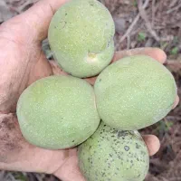 لیمو ترش لایم گردو سیب گلابی صنوبر گیلاس فندق