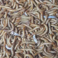 میلورم تازه و خشک درجه یک|خزنده|بیرجند, |دیوار