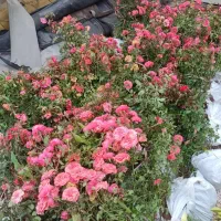 ویژه خوزستان نهال مرکبات و گل و کرم خاکی خراطین