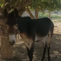 قاتر|حیوانات مزرعه|الشتر, |دیوار