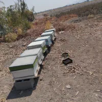 فروش کندو عسل