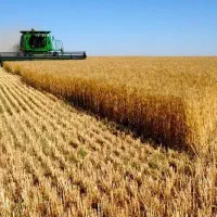 زمین کشاورزی