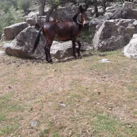 قاطر  فروشی