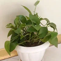 گل پتوس